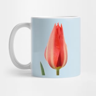 Tulipa  &#39;Madame Lefeber&#39;  Tulip  Syn.  Tulipa fosteriana &#39;Red Emperor&#39;  Fosteriana Group Mug